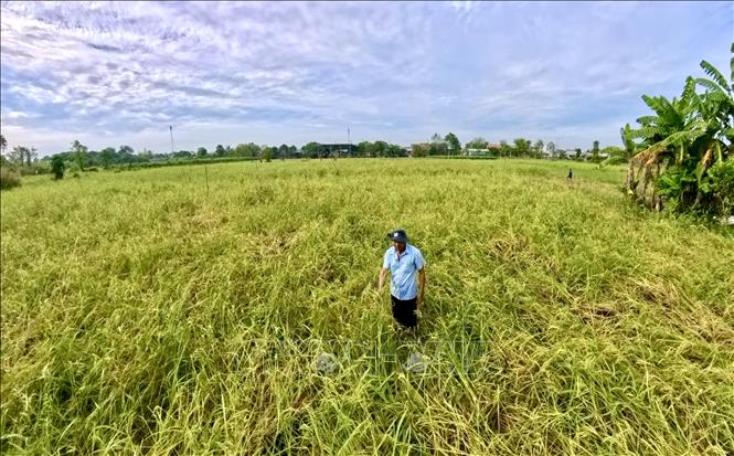 Ông Nguyễn Văn Tâm (ấp Mỹ Lợi, xã Mỹ An, huyện Chợ Mới, tỉnh An Giang) thăm cánh đồng lúa mùa nổi chín vàng ven sông Mỹ Luông chuẩn bị cho thu hoạch. Ảnh: Thanh Sang-TTXVN